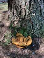 Image of dyer's polypore