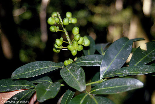 Image of pilocarpus