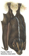 Image of greater broad-nosed bat
