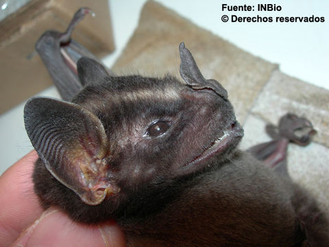 Image of greater broad-nosed bat