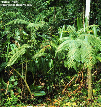 Sivun Pteris navarrensis H. Christ kuva