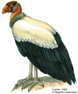 Image of Sarcoramphus Duméril 1805