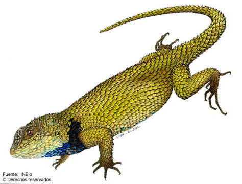 Image of Green Spiny Lizard