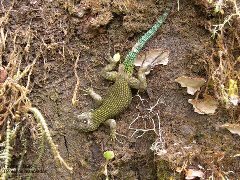 Image of Green Spiny Lizard