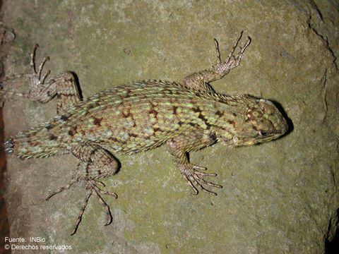 Image of Green Spiny Lizard