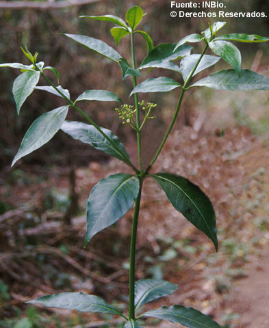 Plancia ëd Rauvolfia littoralis Rusby