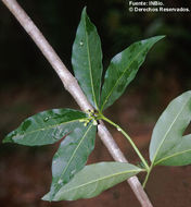 Plancia ëd Rauvolfia littoralis Rusby