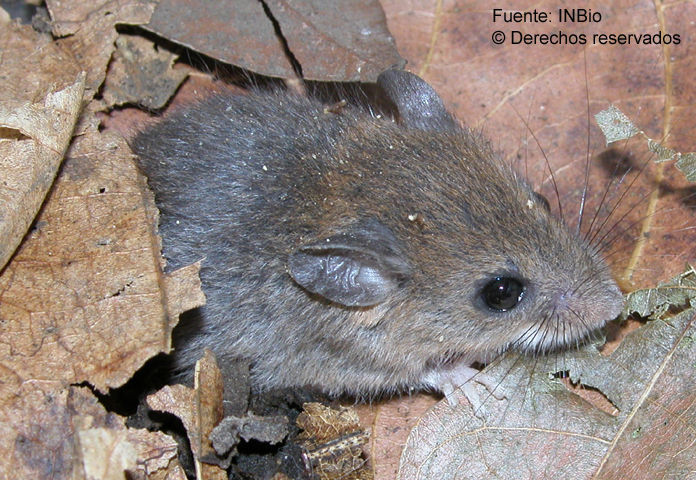 Image of Reithrodontomys brevirostris Goodwin 1943