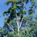 Image of Qualea paraensis Ducke