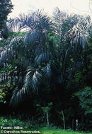 Image of raffia palm