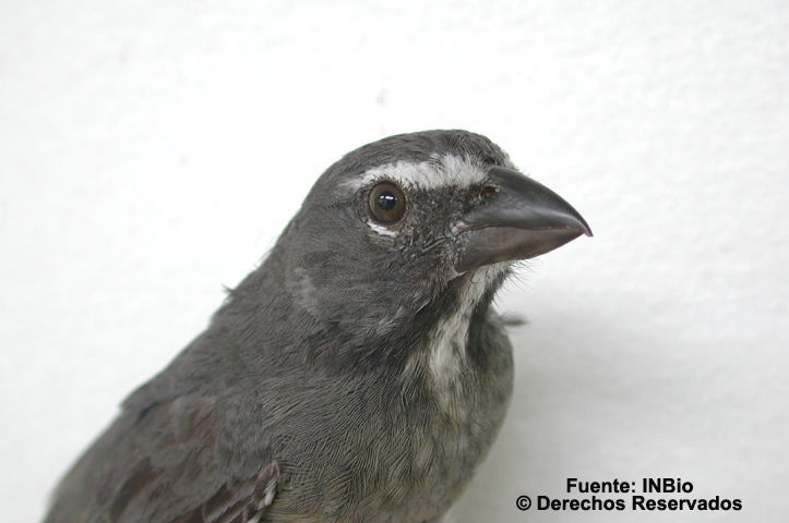 Image of Grayish Saltator