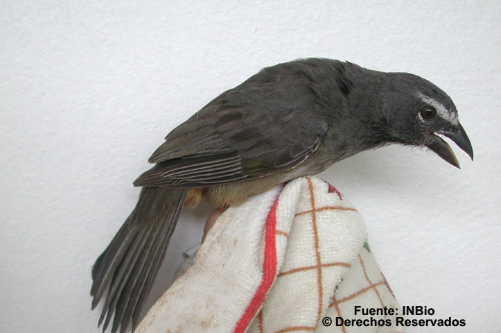 Image of Grayish Saltator