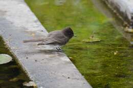 Image of Eastern Phoebe