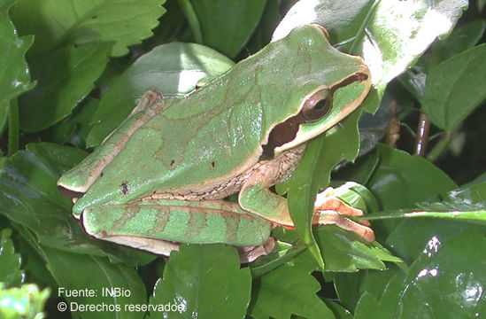 Image of Central American Smilisca