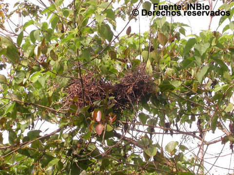 Image of Slaty Spinetail