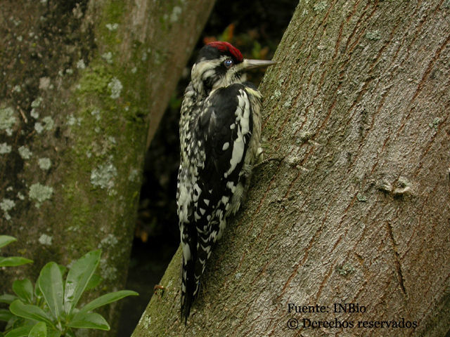 Sphyrapicus Baird & SF 1858 resmi