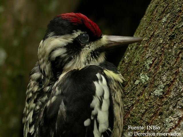 Sphyrapicus Baird & SF 1858 resmi