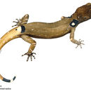 Sivun Sphaerodactylus millepunctatus Hallowell 1861 kuva