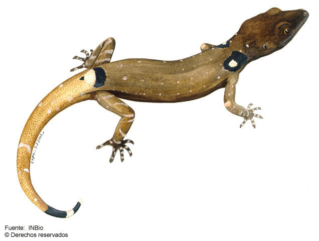 Image of Sphaerodactylus millepunctatus Hallowell 1861