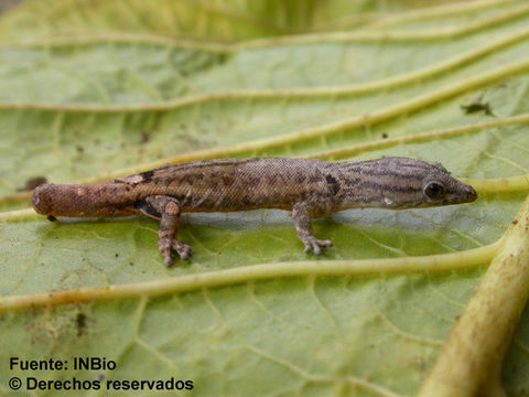 Image of Sphaerodactylus millepunctatus Hallowell 1861