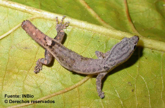 Image of Sphaerodactylus millepunctatus Hallowell 1861