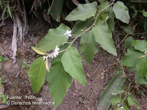 Image de Solanum lanceolatum Cav.