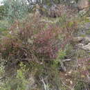 Image of Boronia boliviensis J. B. Williams & J. T. Hunter