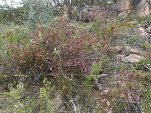 Image of Boronia boliviensis J. B. Williams & J. T. Hunter