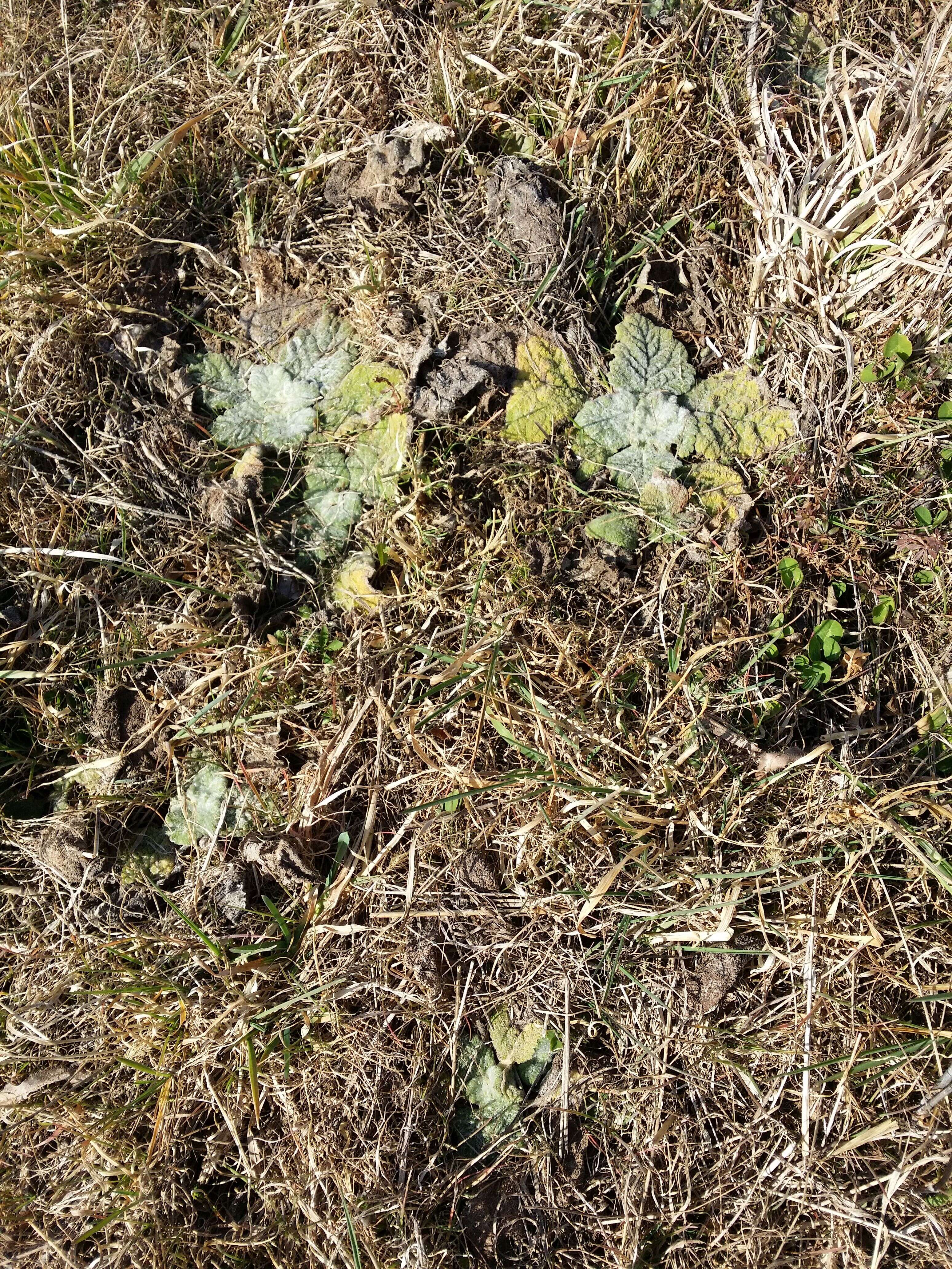 Sivun Salvia aethiopis L. kuva