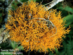 Image of teloschistes lichen