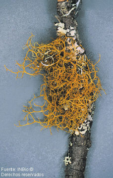 Image of teloschistes lichen