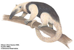 Image of sloths and anteaters