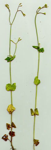 Image of <i>Valeriana urticifolia</i> Kunth