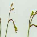 Image de <i>Valeriana urticifolia</i> Kunth