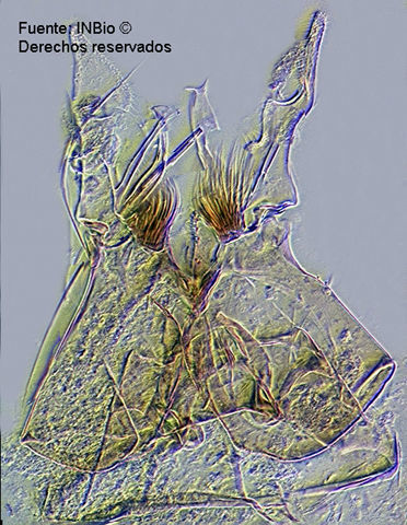 Image of Wyeomyia ypsipola Dyar 1922