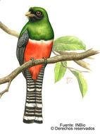 Слика од Trogon collaris Vieillot 1817