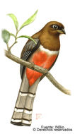 Слика од Trogon collaris Vieillot 1817