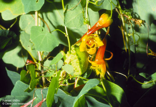 Image of Tropaeolum emarginatum Turcz.