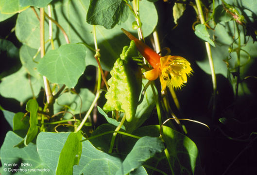 Image of Tropaeolum emarginatum Turcz.