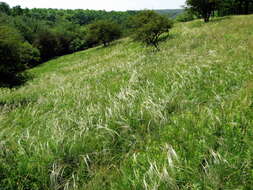 Image of European feather grass