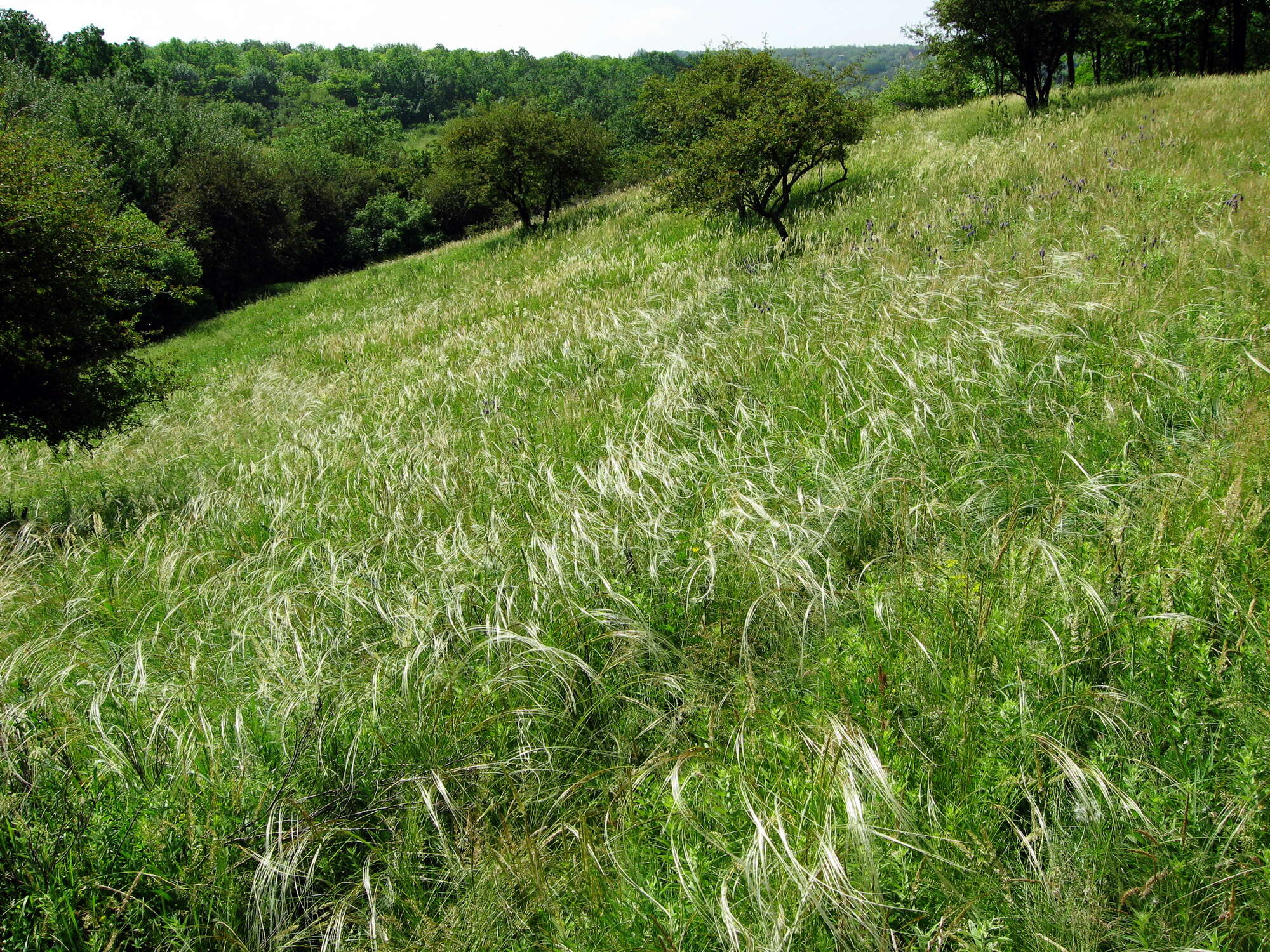 Image of European feather grass