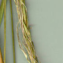 Image of <i>Trachypogon plumosus</i> (Humb. & Bonpl. ex Willd.) Nees