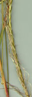 Image of <i>Trachypogon plumosus</i> (Humb. & Bonpl. ex Willd.) Nees
