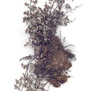 Image of hairy false cloak fern