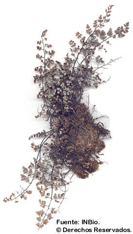 Image of hairy false cloak fern