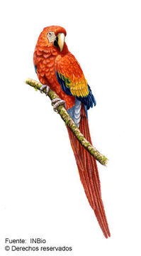 Image of Scarlet Macaw