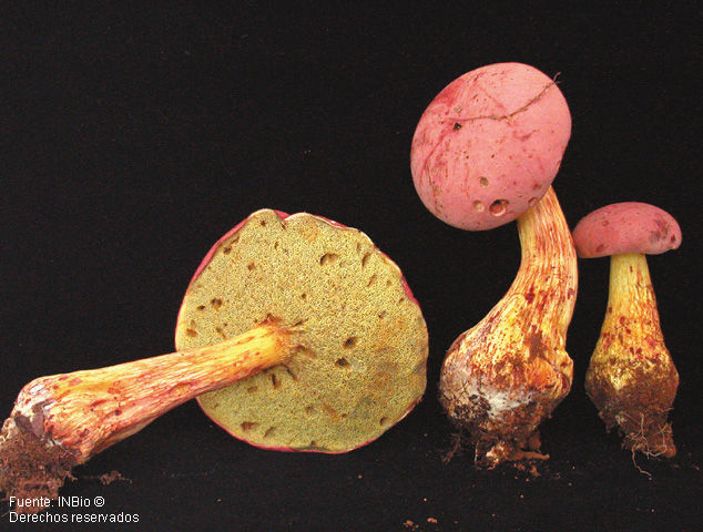 Imagem de Boletus neoregius Halling & G. M. Muell. 1999