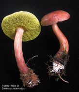 Image of <i>Boletus auriporus</i> Peck.