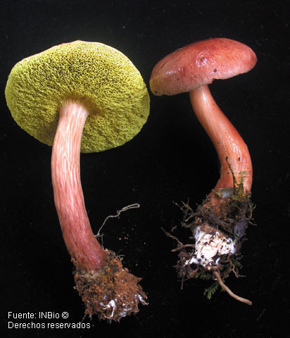 Image of <i>Boletus auriporus</i> Peck.