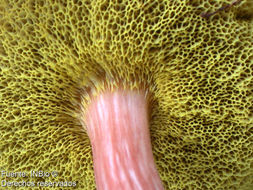 Image of <i>Boletus auriporus</i> Peck.